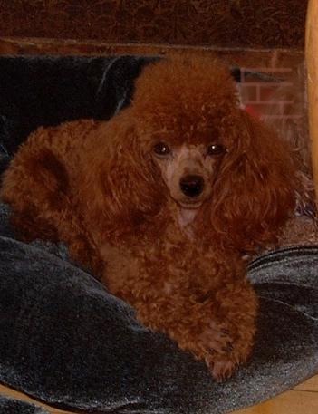 red mini toy poodle