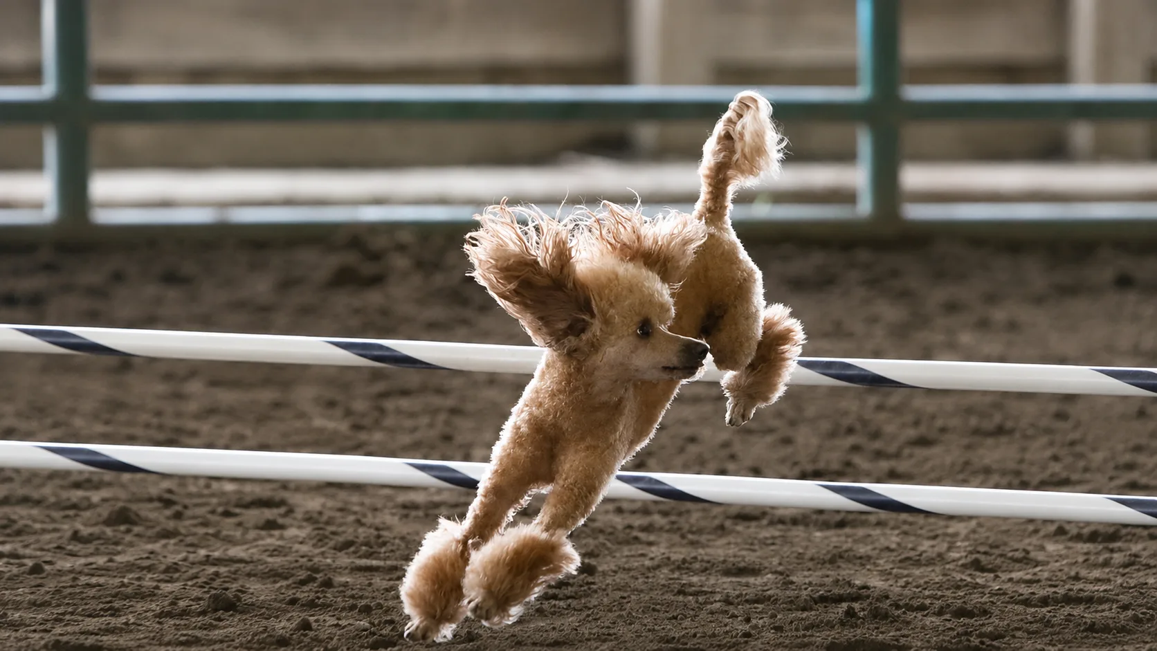 Apricot poodle leaping over an agility jump
