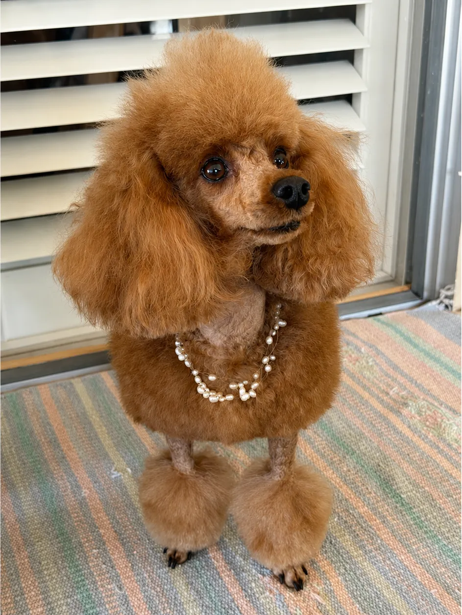 Fluffy poodle wearing a pearl necklace