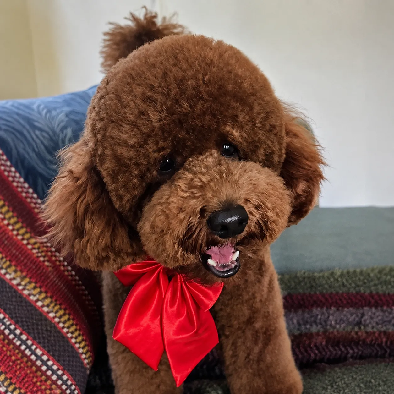 Fluffy poodle with a red ribbon