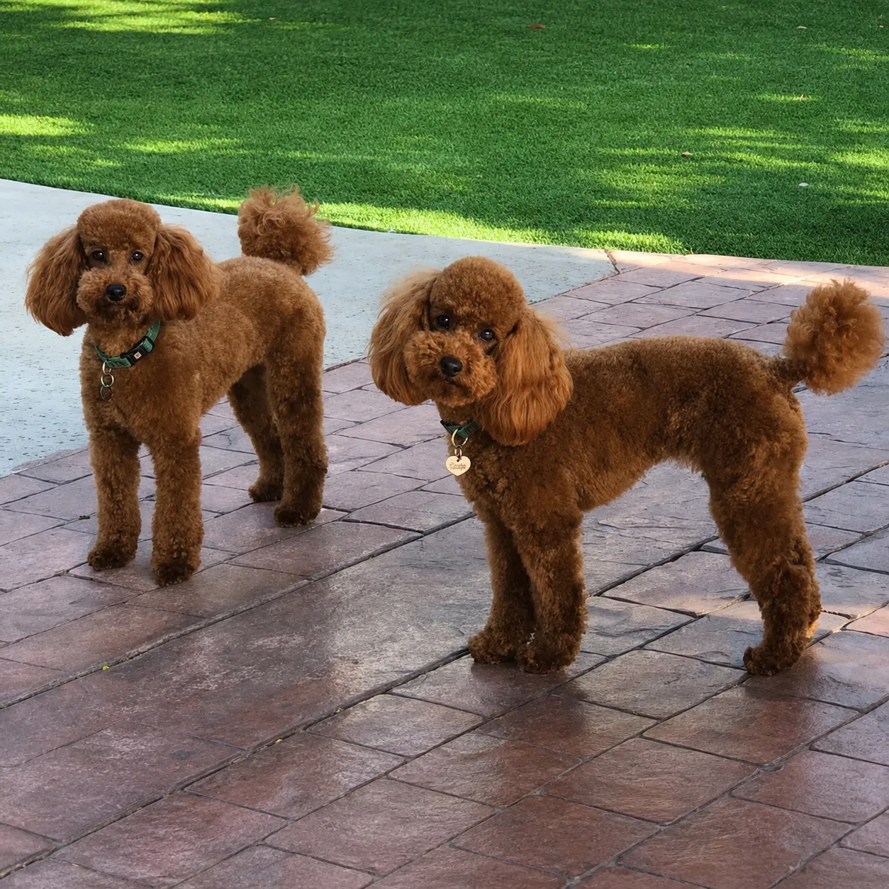 Curious poodles in the garden