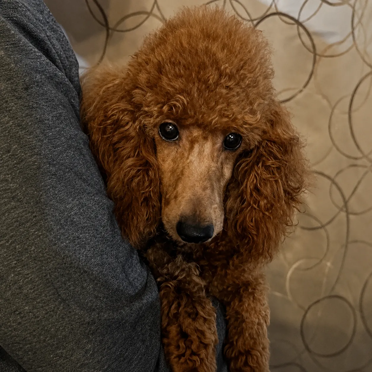 Auburn poodle nestled close to a person
