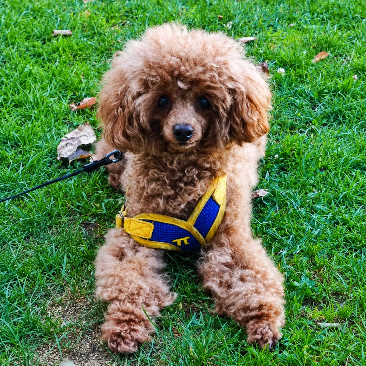 Curly poodle in the park