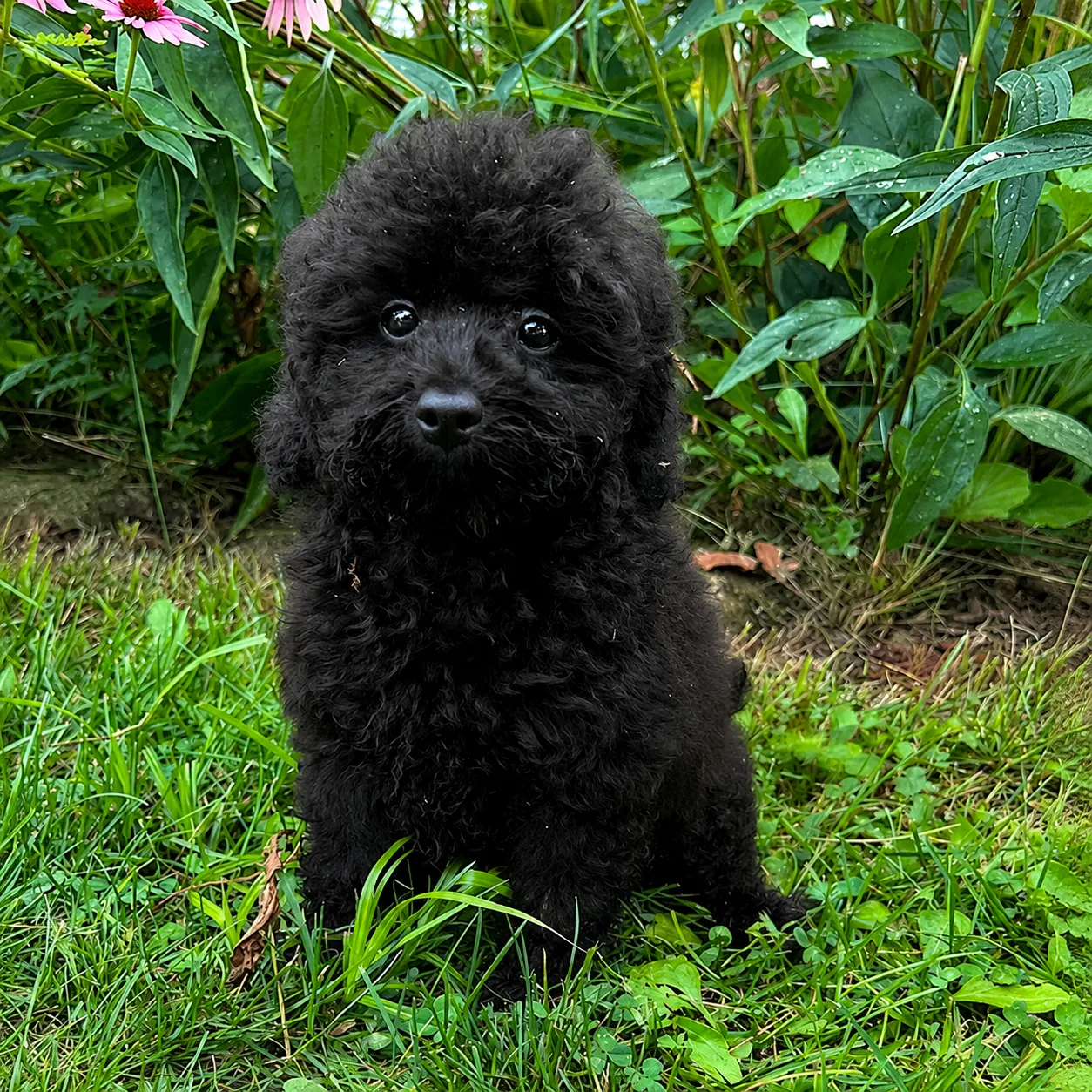 Curious poodle puppy in a garden setting