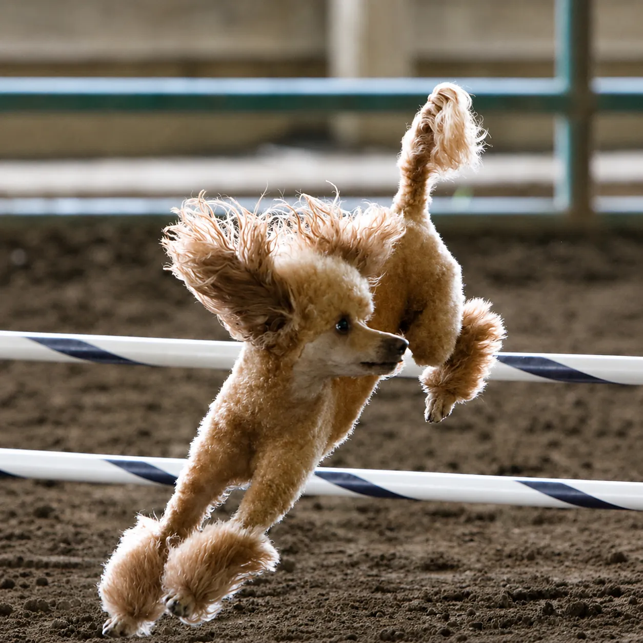 Poodle mid-leap in an agility run