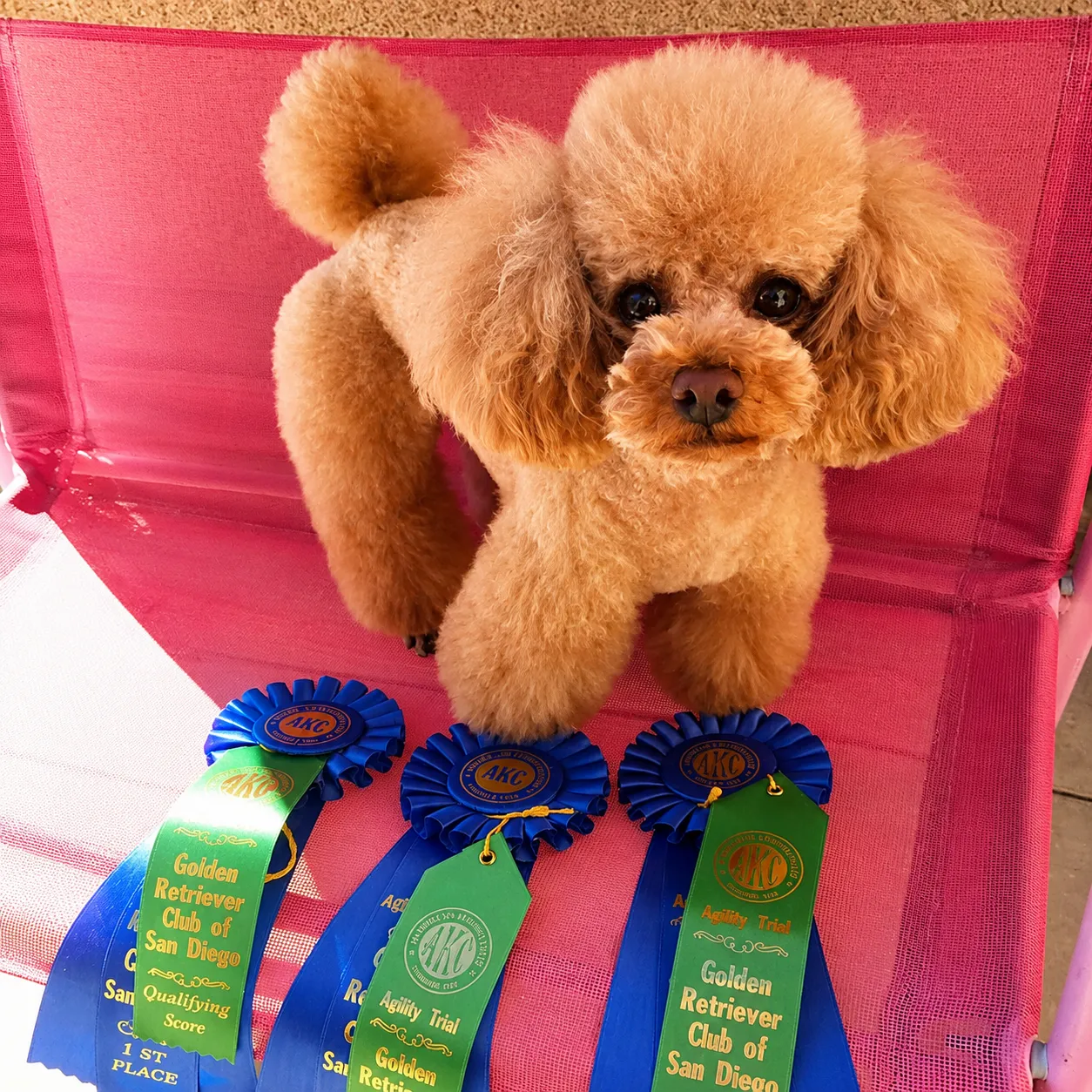 Fluffy poodle with agility ribbons