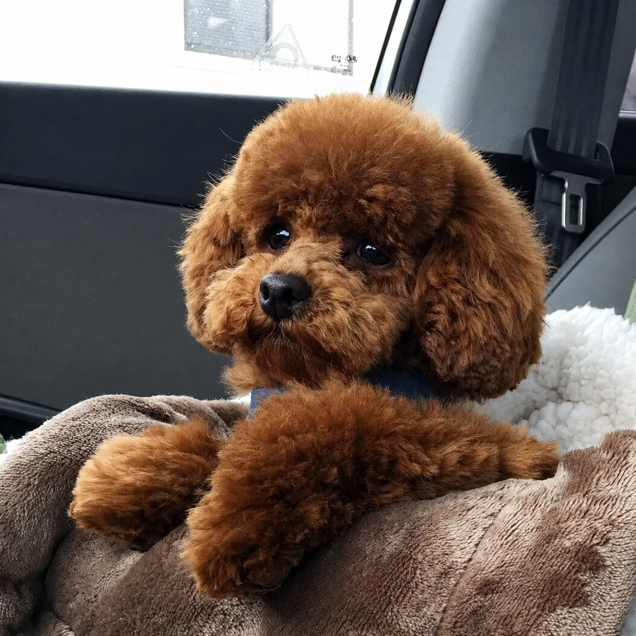 Fluffy red poodle puppy in a car seat