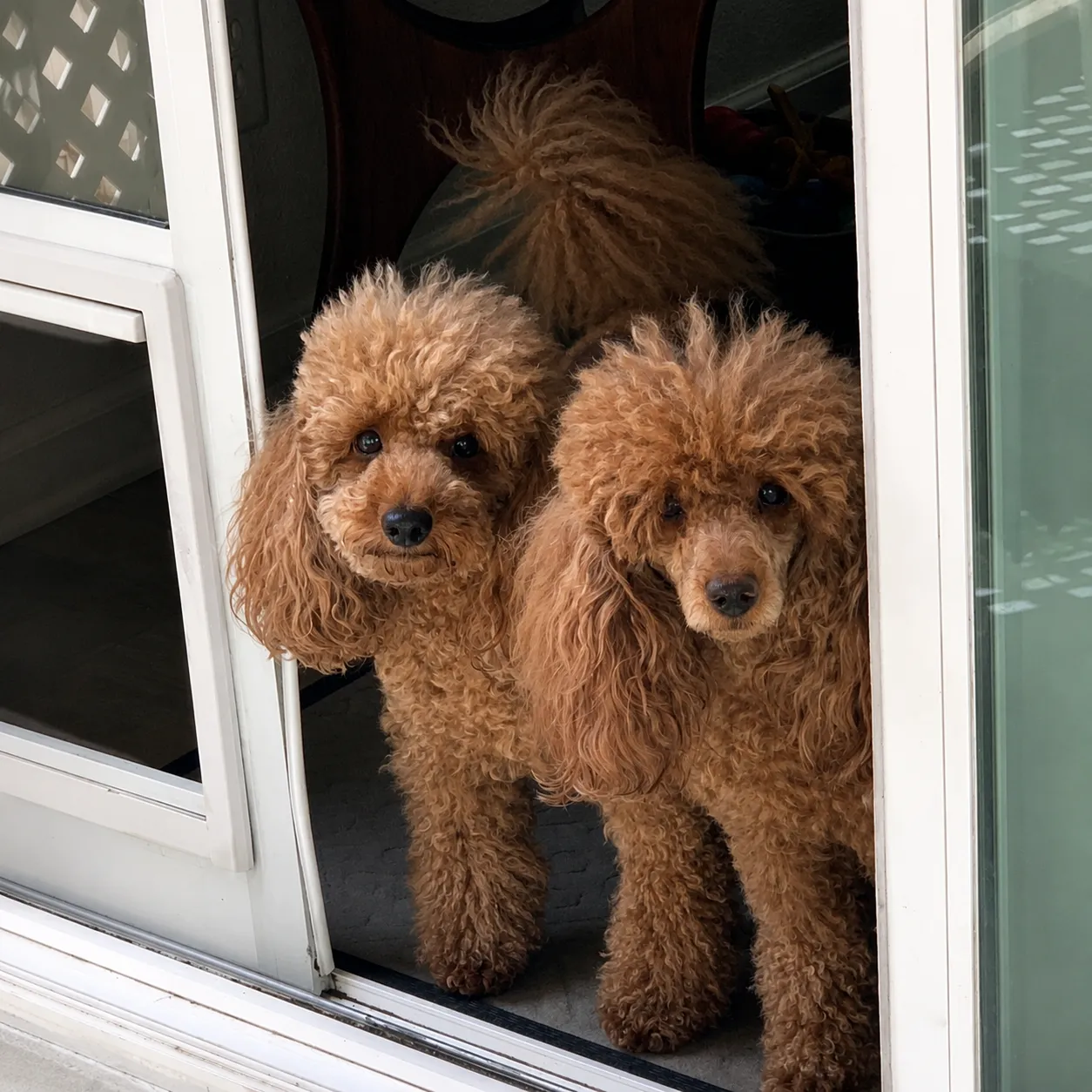 Two red poodles at a sliding door