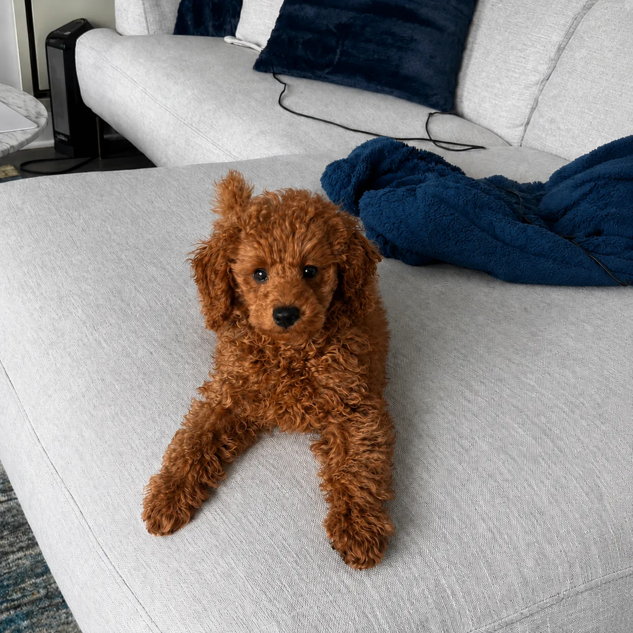 Cozy puppy on a modern couch
