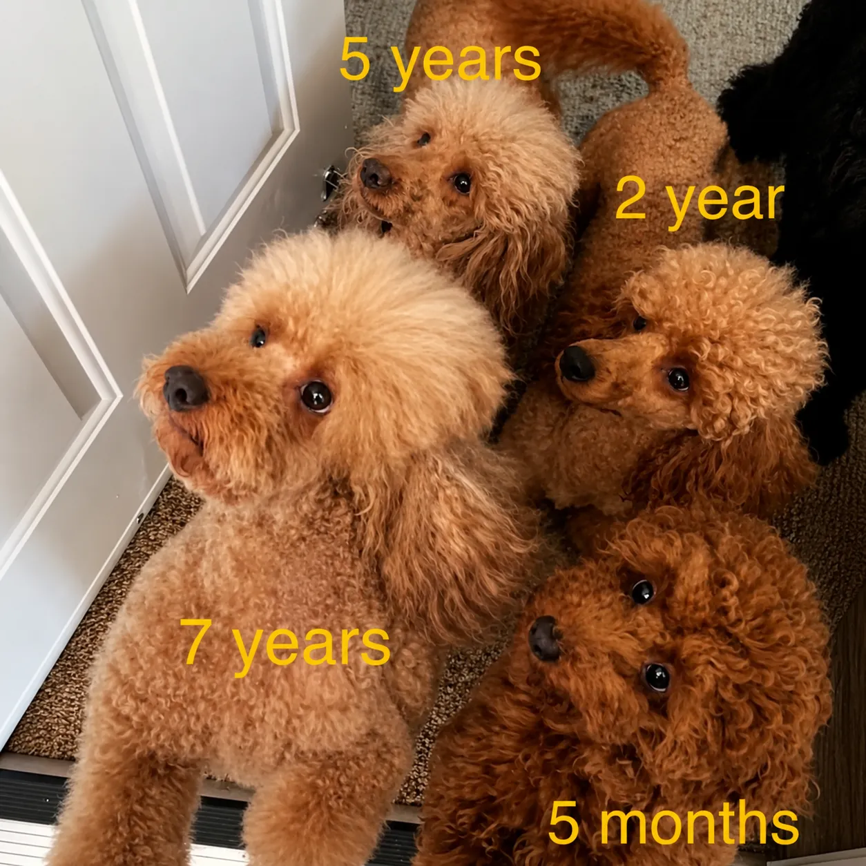 Curly poodles growing up together