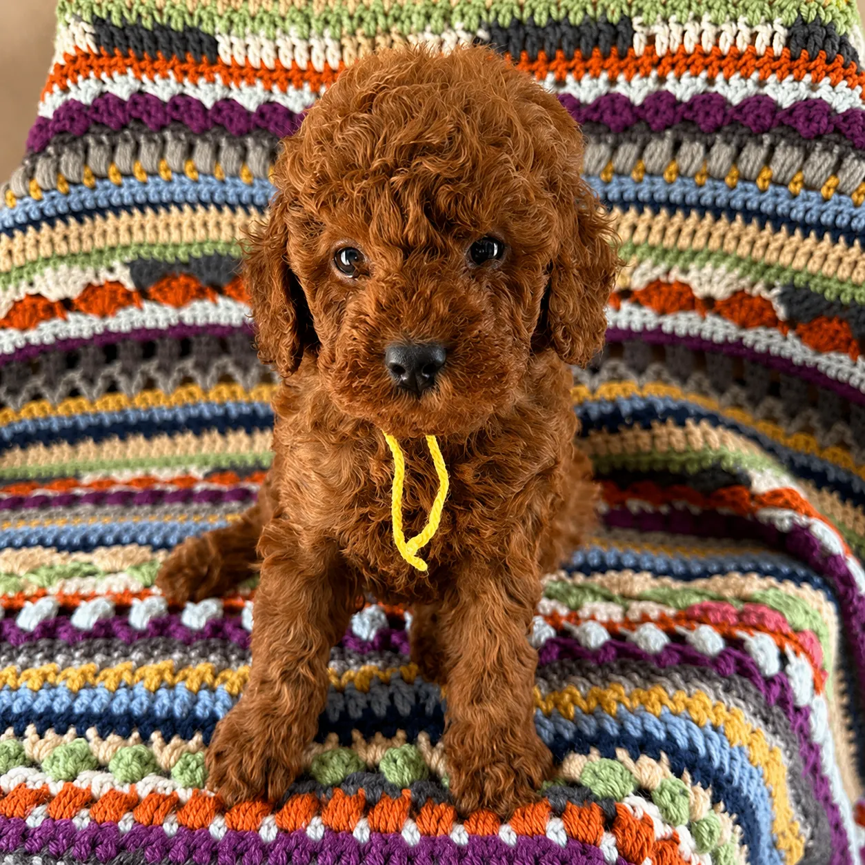 Curly puppy on a vibrant knitted blanket