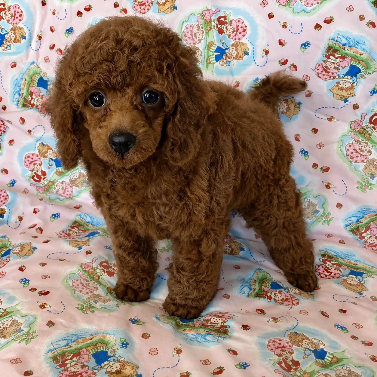Fluffy poodle on a pastel blanket