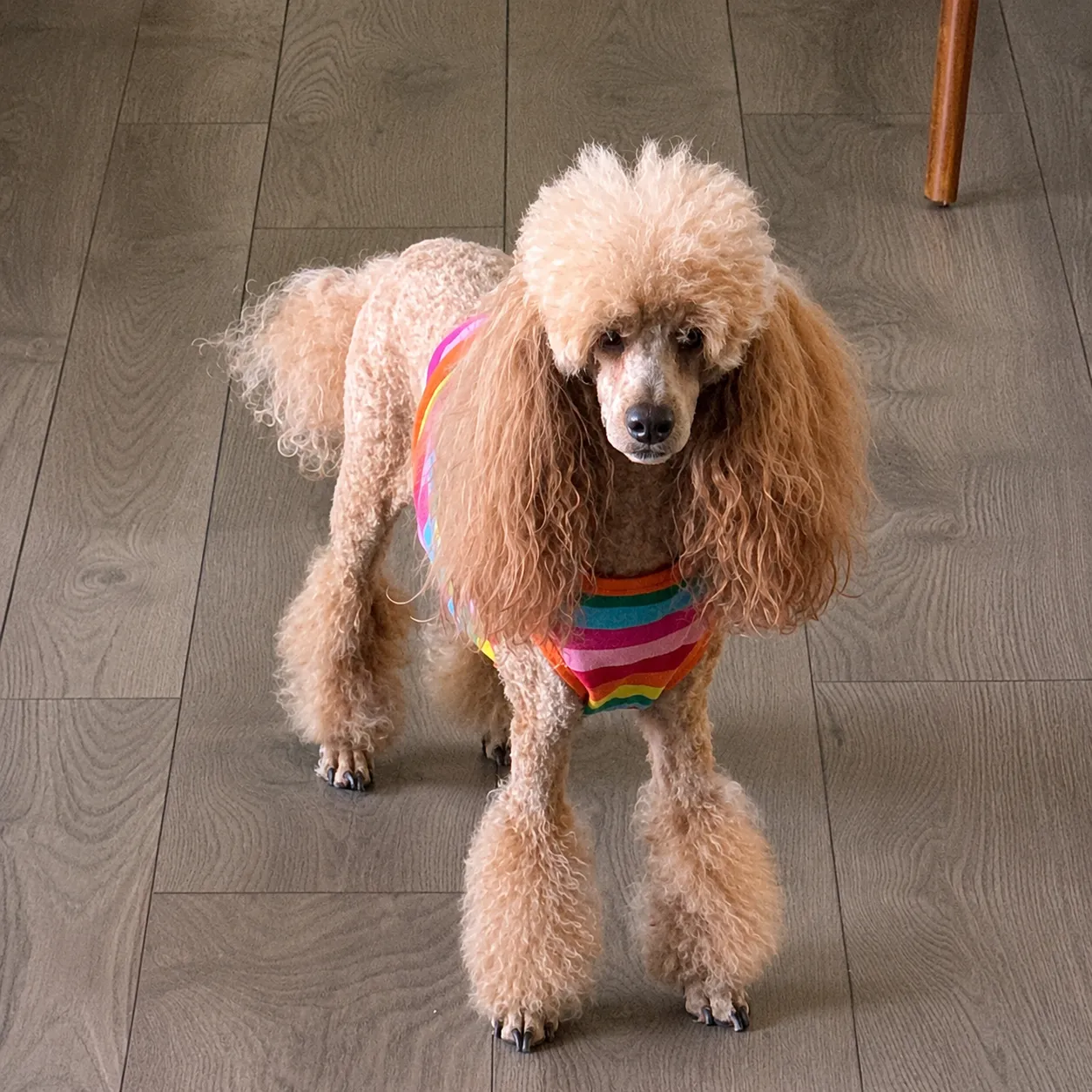 Tan poodle on a rainbow-striped rug