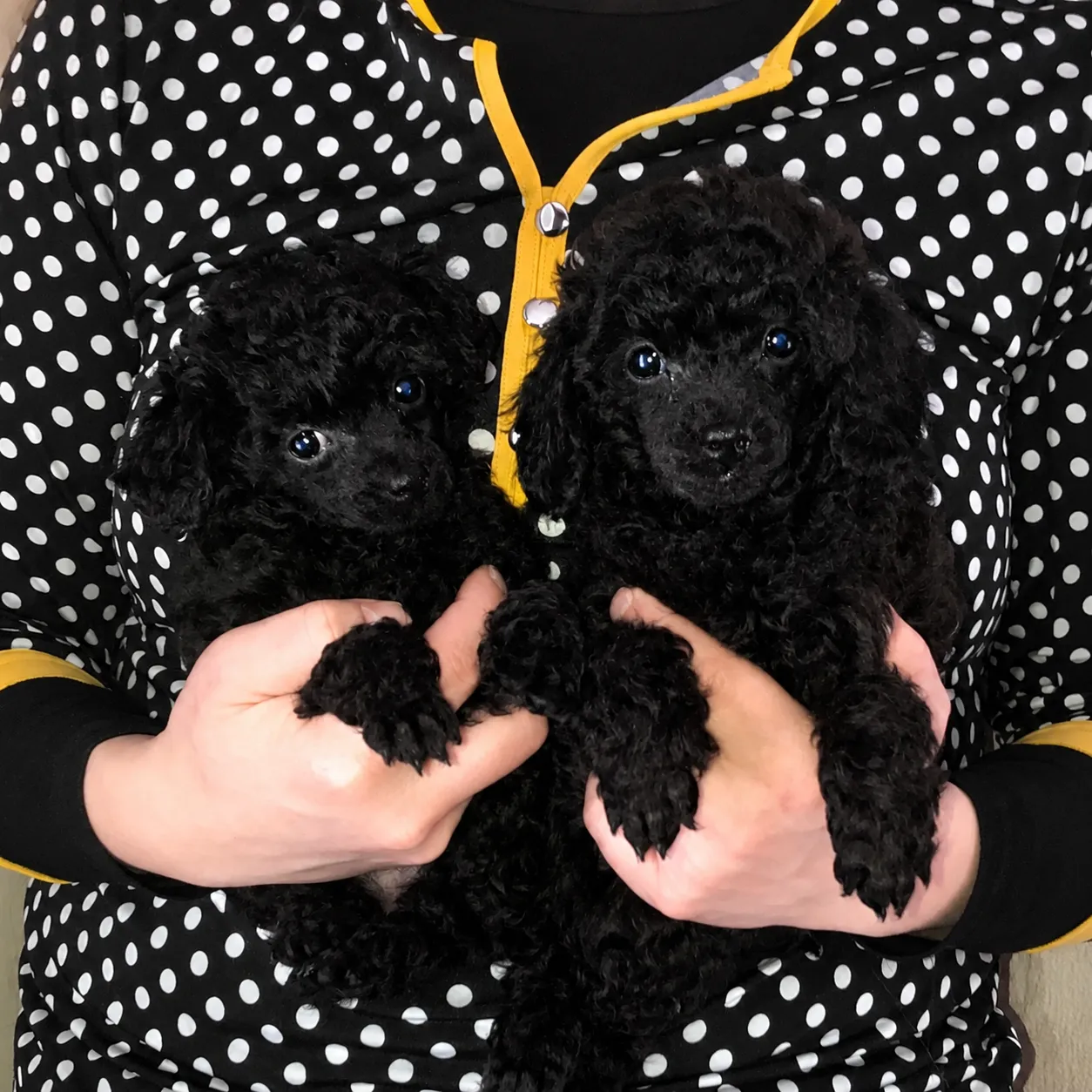 Two black poodle puppies being held