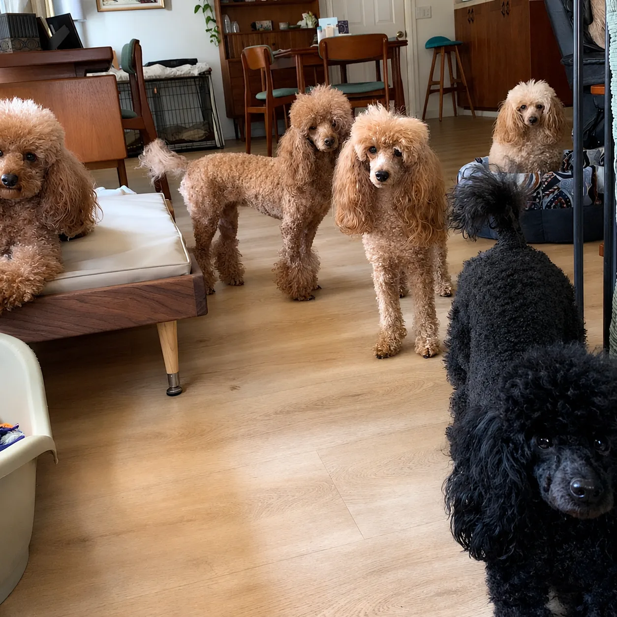 Group of apricot and black poodles indoors