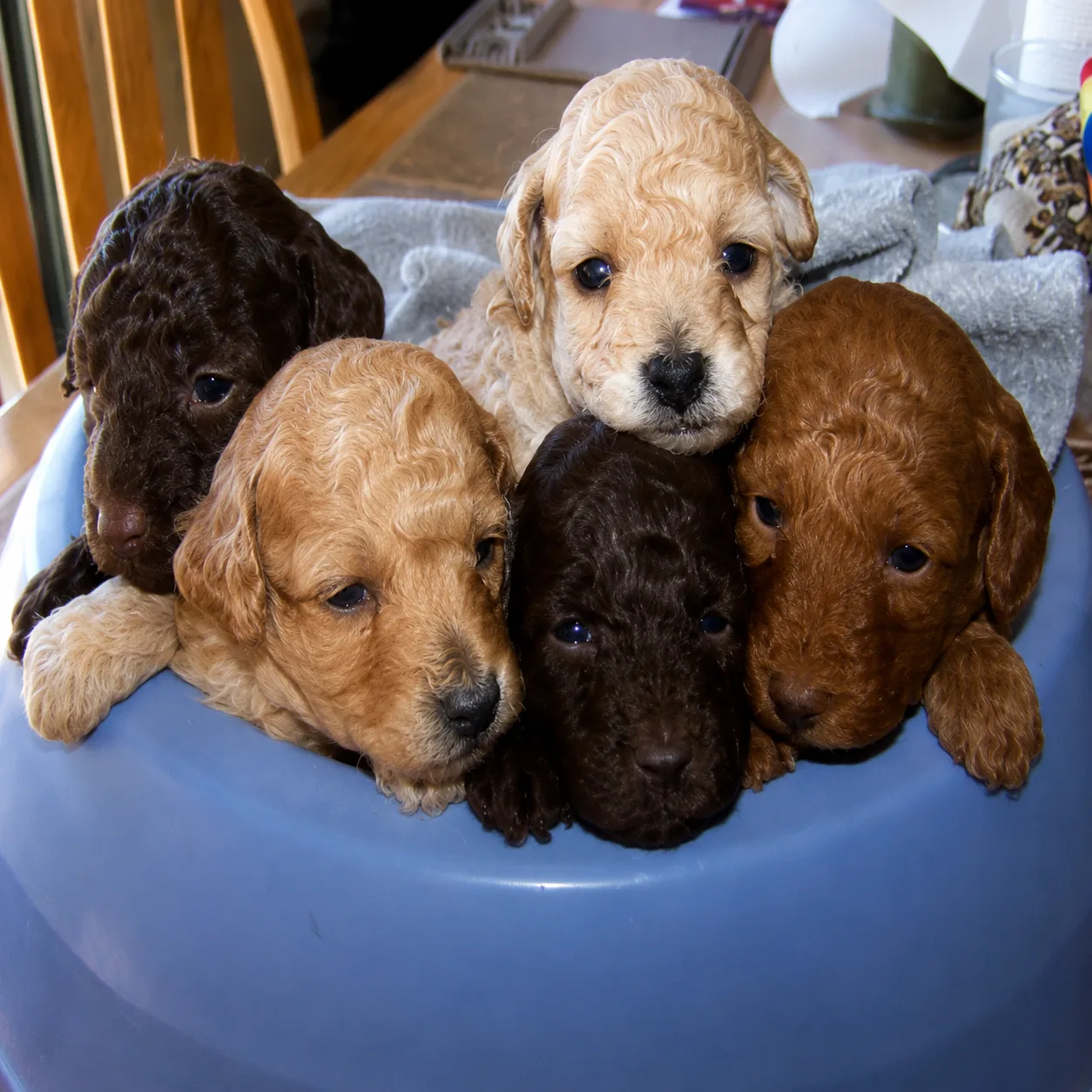 Five poodle puppies piled in a blue bowl