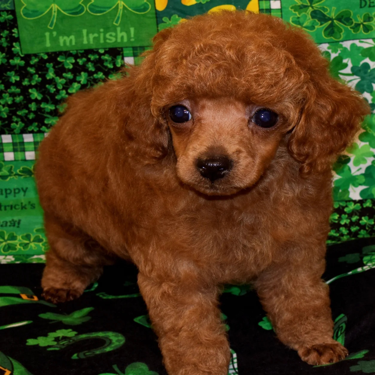 Red poodle puppy on a shamrock blanket