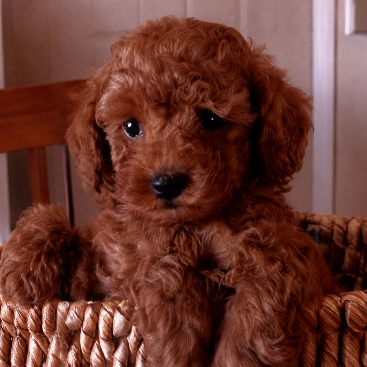 Red poodle puppy peeking from a woven basket