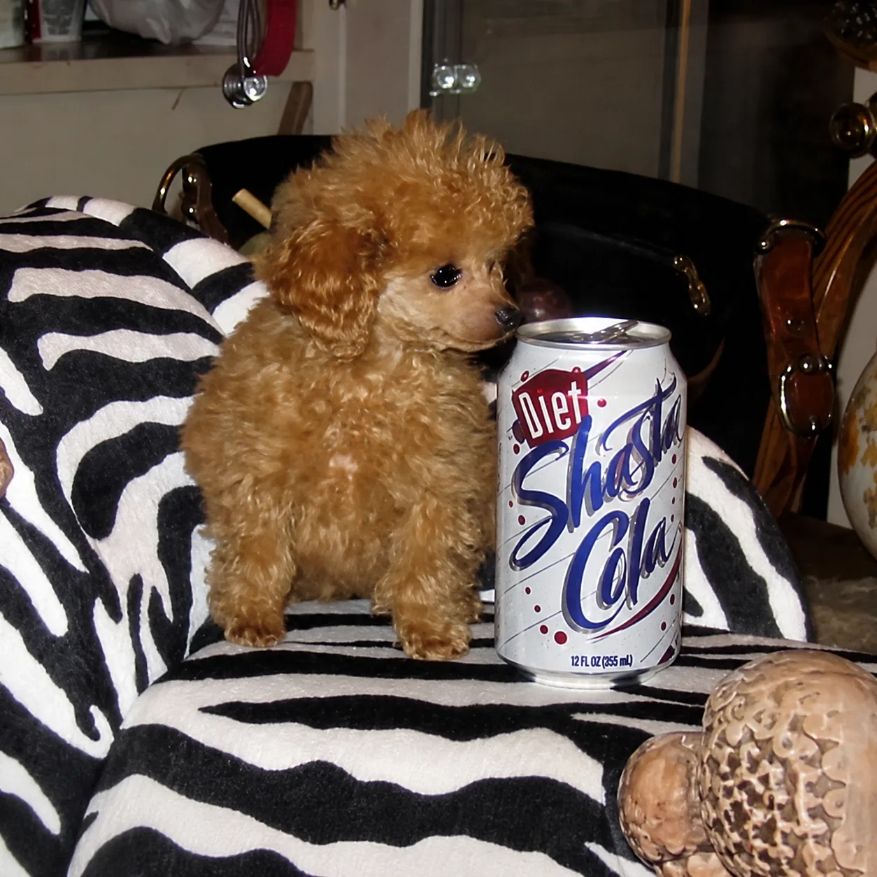 Apricot puppy standing beside a soda can