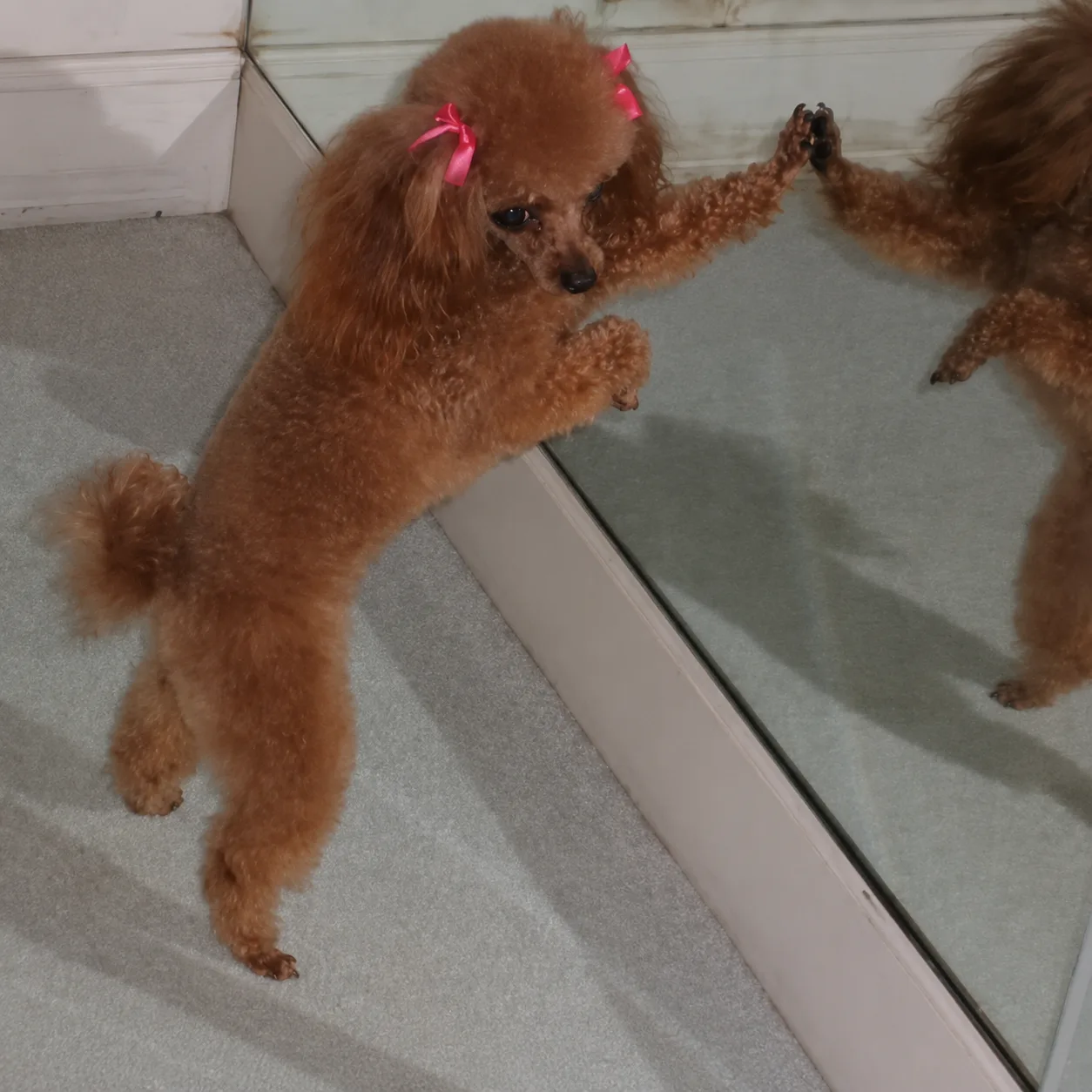 Red poodle with pink bows pawing a mirror