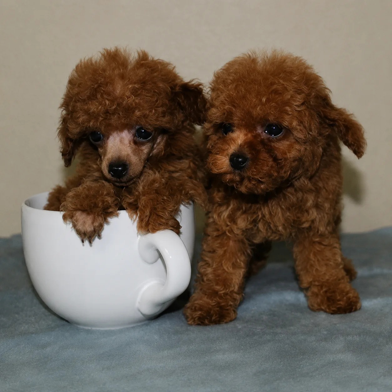 Two red poodle puppies beside a china cup