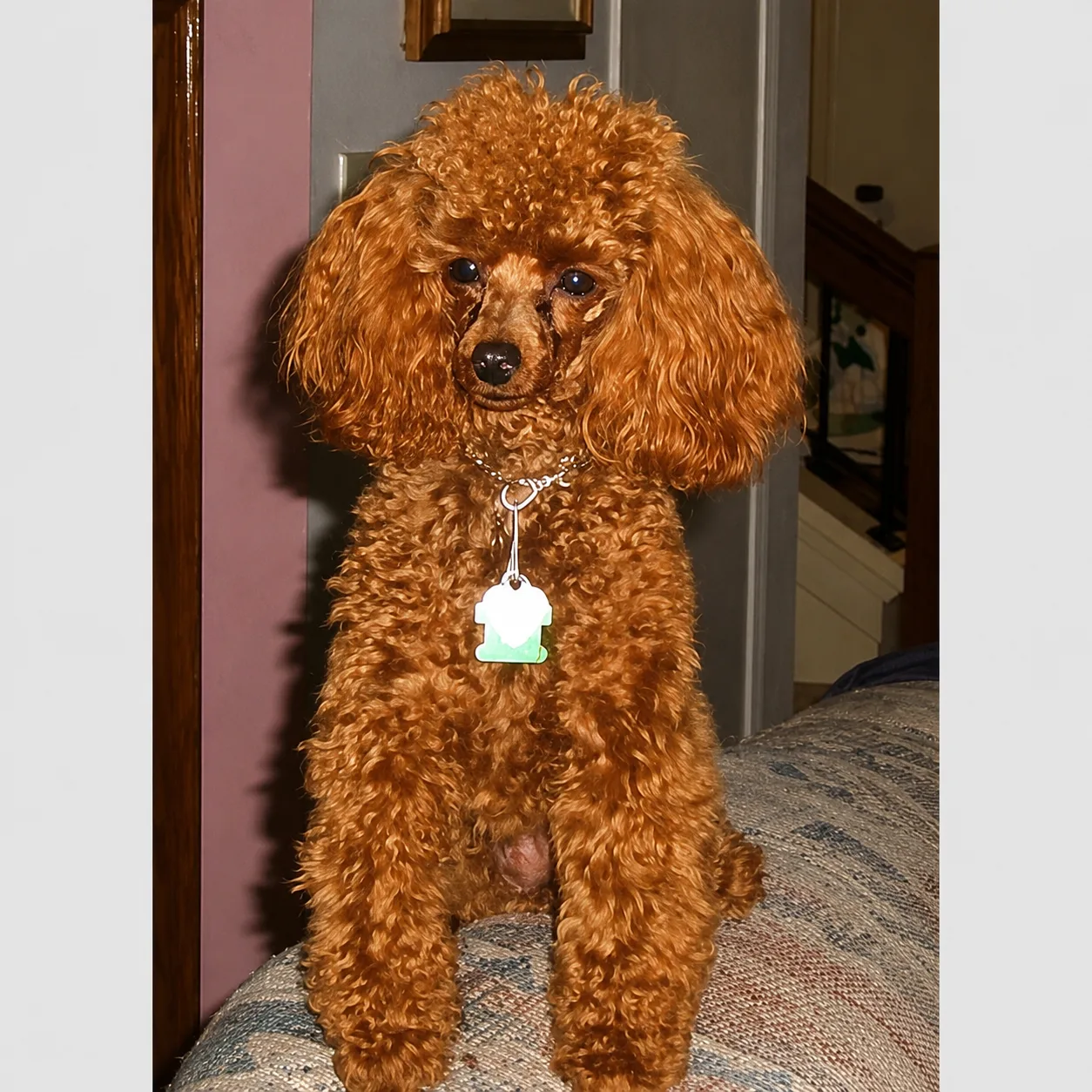 Red poodle sitting on an armchair wearing a tag