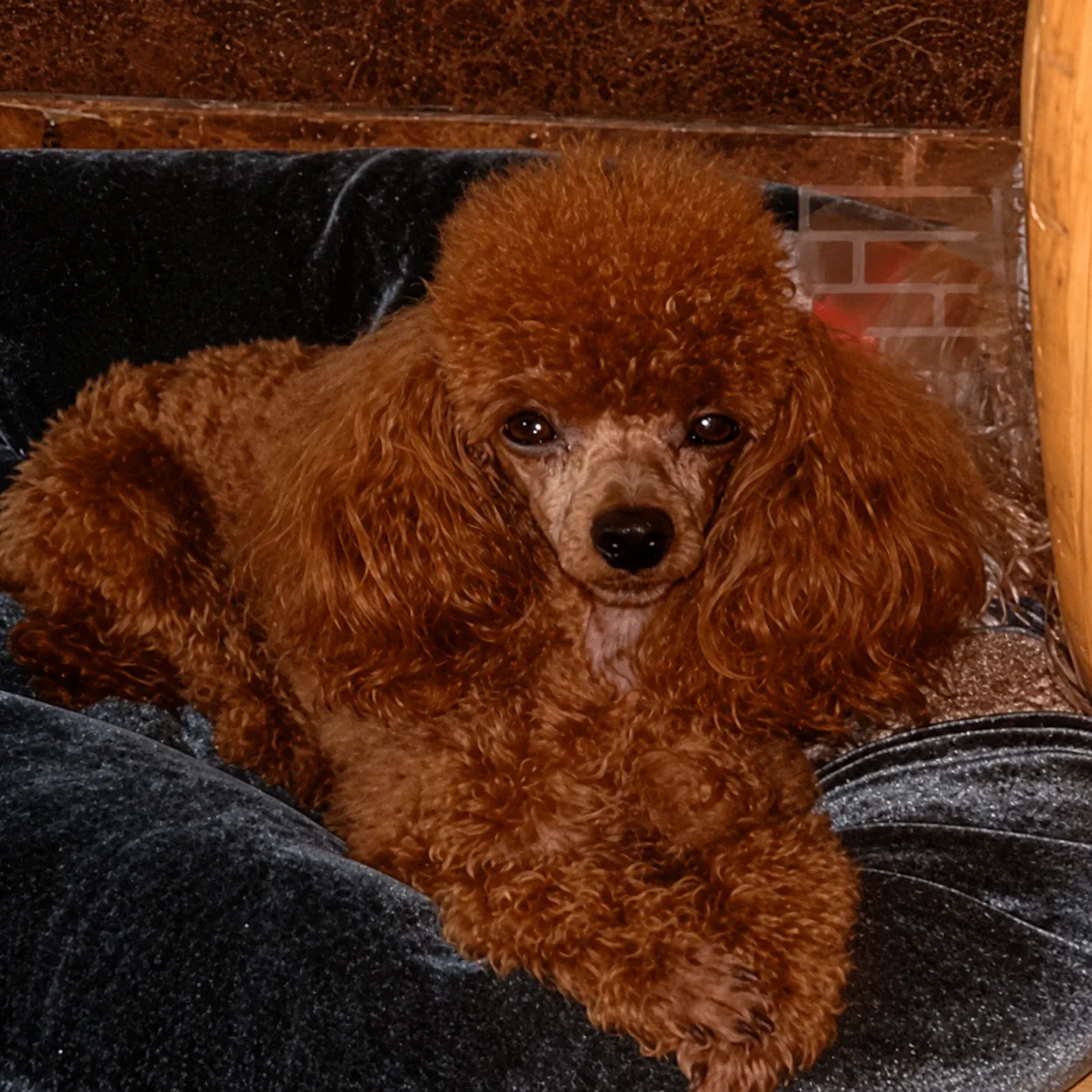 Red poodle curled up in a grey velvet bed