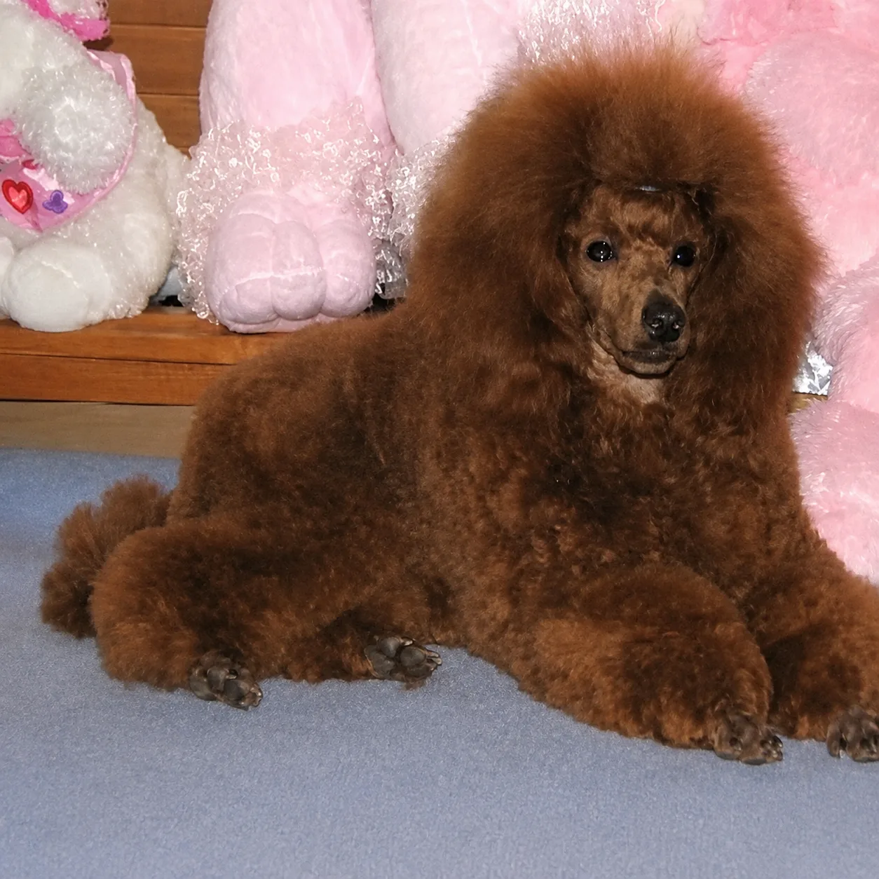 Chocolate poodle lying beside pink plush toys