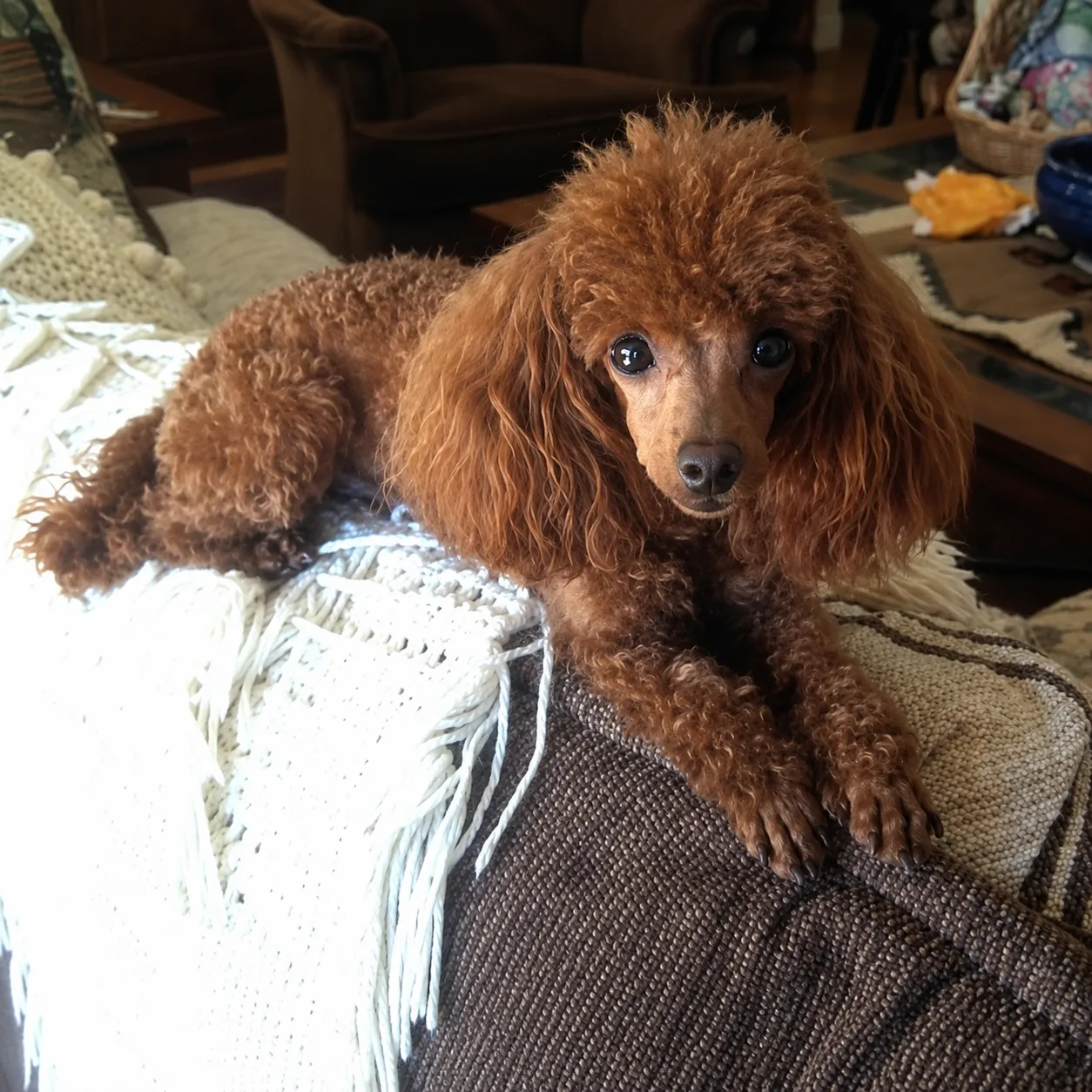 Red poodle lounging on a couch with a knitted throw