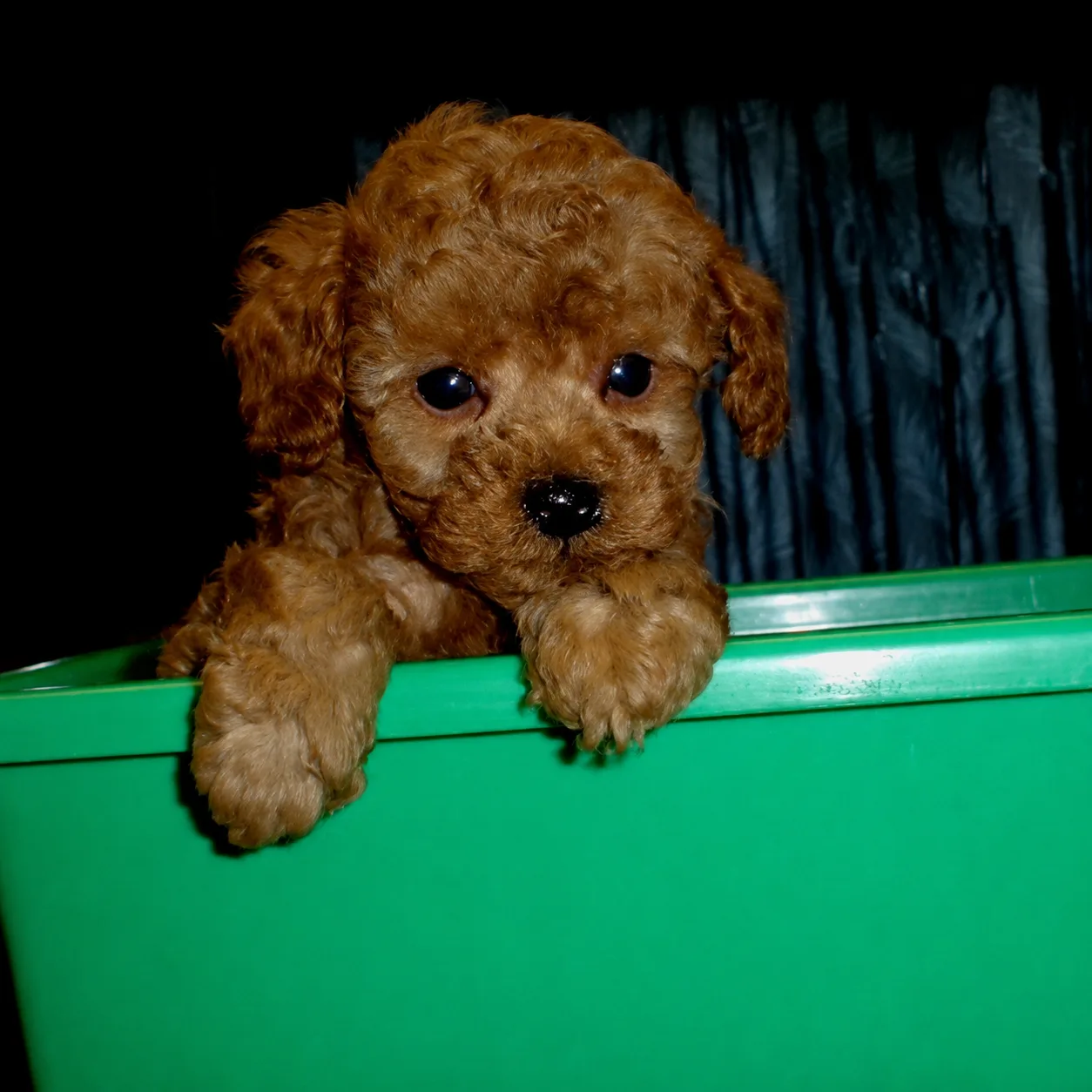 Red poodle puppy peeking over a green bin