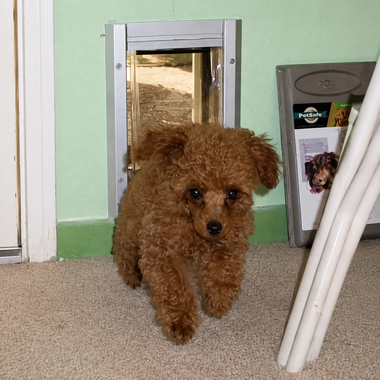 Red poodle puppy walking through a doggy door