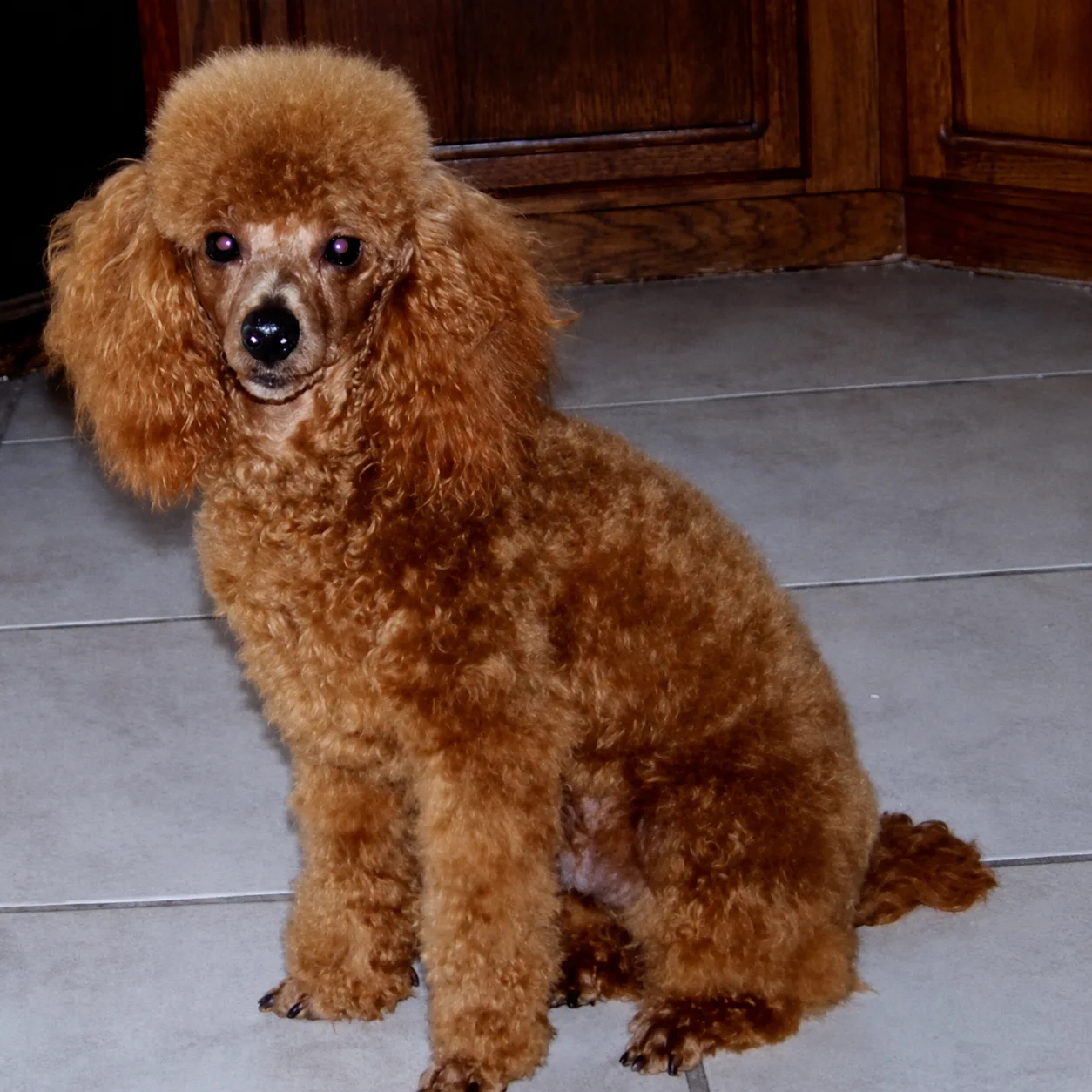 Red poodle sitting on a tile floor